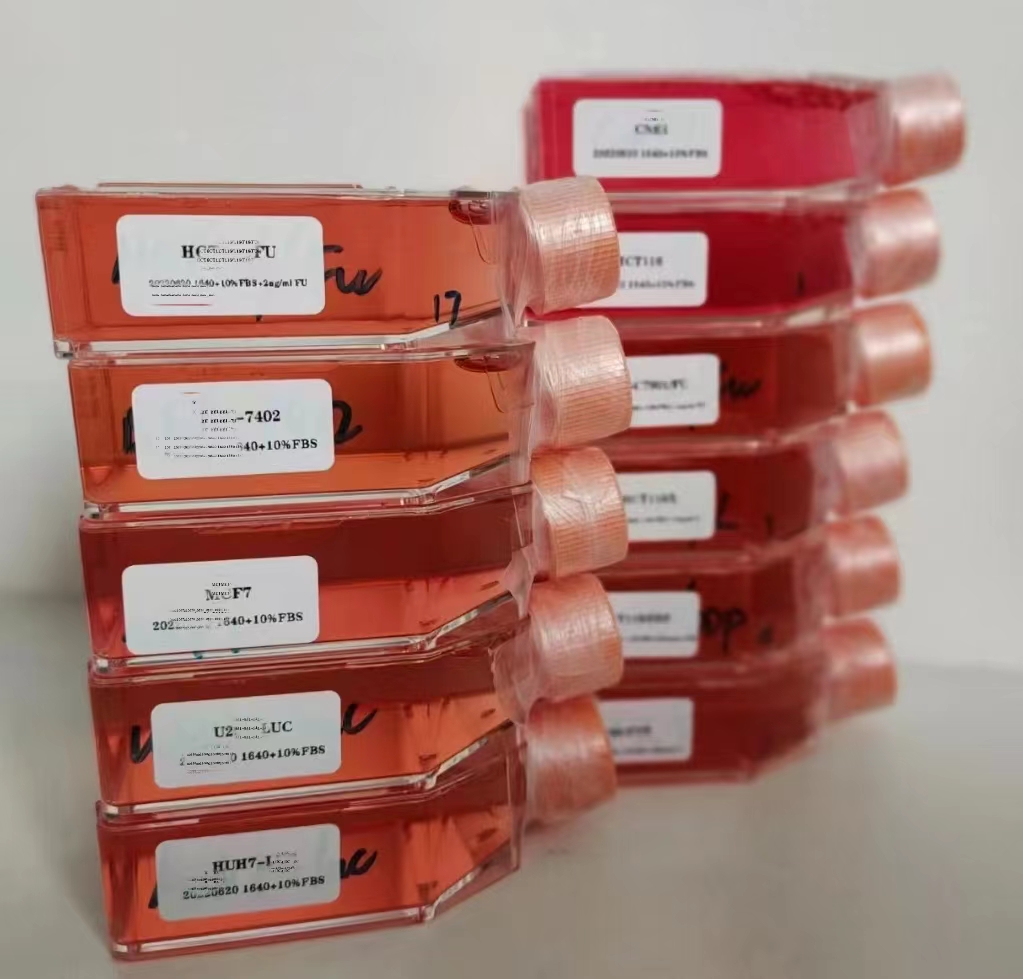 人卵巢癌耐藥株SK-OV-3/DDP