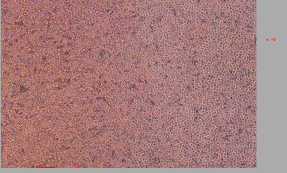 HL-60 人早幼粒白血病細(xì)胞